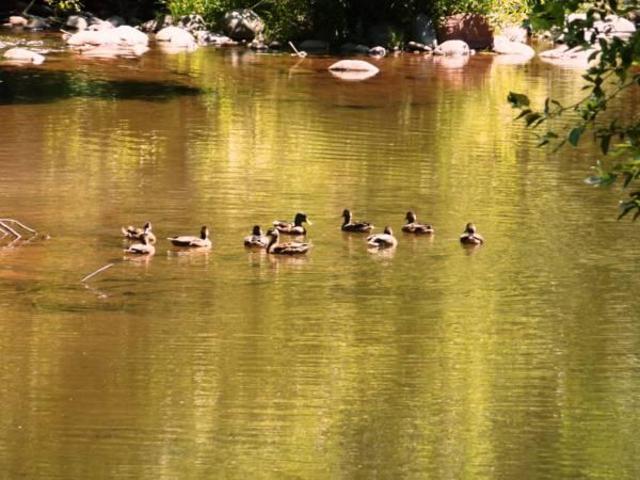 Cedars Resort, Hotel – Sedona (AZ) (foto 3)