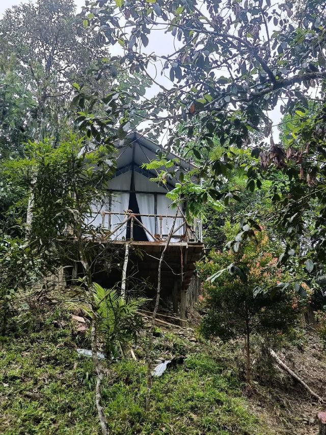 Escape Leuser Glamping – Entire House, Timbang Lawan