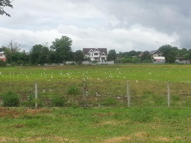 Queue Bright resort, Resort – Chiang Rai (photo 5)