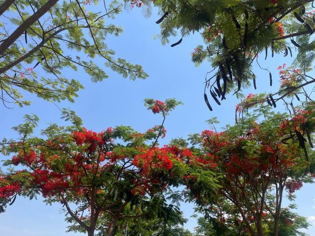 TRANQUIL VACATIONS, Resort – Chikkaballapura (zdjęcie 3)