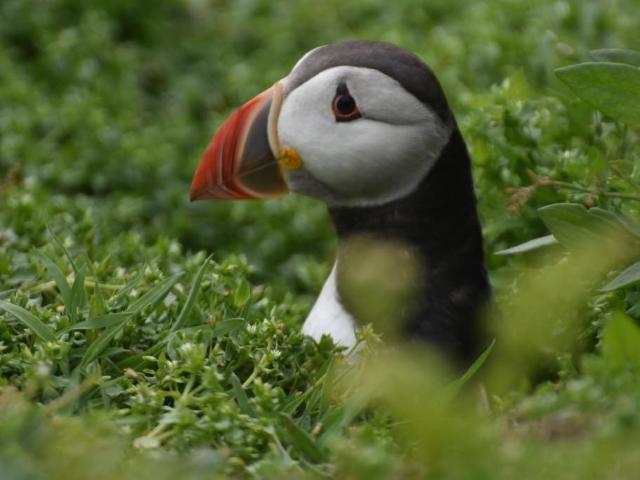 Wernddofn, Maison d’hôtes & B&B – Fishguard (photo 4)